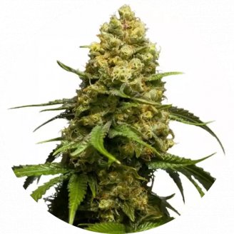 Сорт семян конопли Super Skunk Fem.