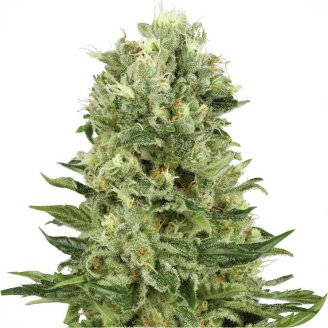 Сорт семян конопли Blue Candy Auto Fem.