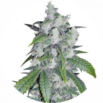 Сорт семян конопли Bruce Banner Auto Fem.