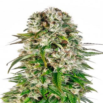 Сорт семян конопли Big Bud Auto Fem.