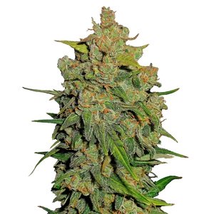 Сорт семян конопли Fast Bud Auto Fem.