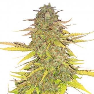 Сорт семян конопли Acid Rain Auto Fem.