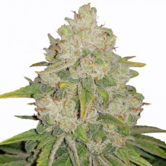 Сорт семян конопли Bruce Banner Auto Fem.